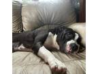 Adopt Storm a Mixed Breed