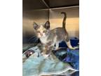 Adopt Aurora a Domestic Short Hair