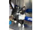 Adopt Patty a Domestic Short Hair