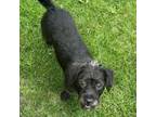 Adopt Ruby a Poodle, Terrier