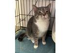 Adopt Miss Flurffy a Domestic Short Hair