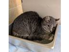 Adopt Whimple a Domestic Short Hair