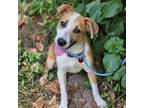 Adopt Cali a Cattle Dog, Beagle