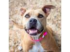 Adopt Silly Sandy a American Staffordshire Terrier