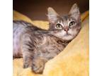 Adopt Binky a Domestic Medium Hair, Domestic Short Hair
