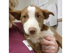 Adopt Baobab 062805S a Terrier