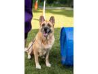 Adopt Gemma a German Shepherd Dog