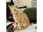 Adopt Koda a Domestic Short Hair