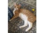 Adopt Funyun24 a Domestic Short Hair