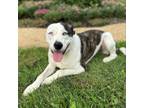 Adopt Escapade--In Foster a Cattle Dog