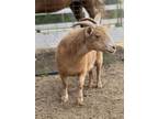 Adopt Aggie a Goat