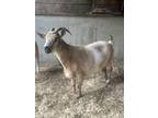 Adopt Smores a Goat