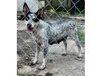 Adopt Freckles a Australian Cattle Dog / Blue Heeler, Mixed Breed