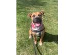 Adopt Zinnia a Mastiff