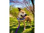 Adopt Peaches a Pit Bull Terrier