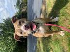 Adopt Tina Fey a Pit Bull Terrier, Catahoula Leopard Dog