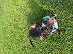 Adopt Roxie Hart a Pit Bull Terrier