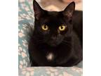 Adopt Jersey Girl a American Shorthair