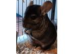Adopt Xena a Chinchilla