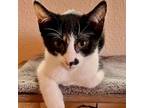 Adopt Kateri a Domestic Short Hair