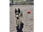 Adopt Natasha a Siberian Husky