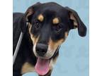 Adopt Veruca a Rottweiler