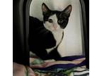 Adopt Cuddles a Domestic Short Hair