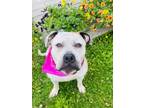 Adopt Padme a Mixed Breed