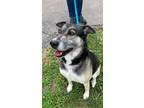 Adopt Nina a Husky, Shar-Pei