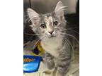 Adopt Opal a Domestic Medium Hair