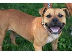 Adopt Tuna a Mixed Breed