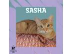 Adopt Sasha a Domestic Short Hair