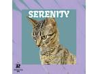 Adopt Serenity a Domestic Short Hair
