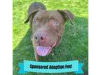 Adopt Princess a Pit Bull Terrier