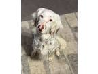 Adopt Itzy a English Setter