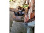 Adopt Hattie a Silky Terrier
