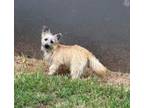 Adopt Sadie a Cairn Terrier