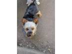 Adopt Wendy a Silky Terrier