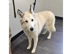 Adopt Luna a Siberian Husky