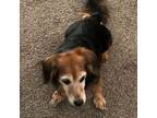 Adopt Bella a Dachshund