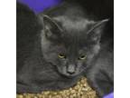 Adopt Liona a Domestic Short Hair