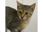 Adopt Pearl a Domestic Short Hair