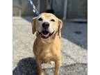 Adopt Bitsy a Beagle