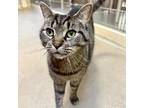 Adopt Maine a Domestic Short Hair