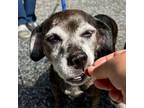Adopt Domonique a Beagle