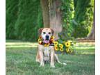 Adopt Hadley a Mastiff
