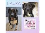 Adopt Laura a Labrador Retriever, Mixed Breed