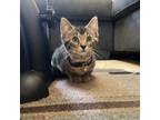 Adopt Cherry a Domestic Short Hair