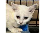 Adopt Winter a Domestic Short Hair