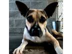 Adopt Shylah a Mixed Breed